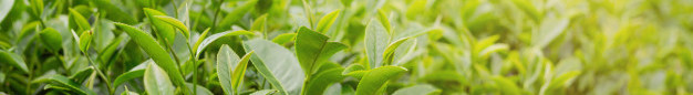 green tea category