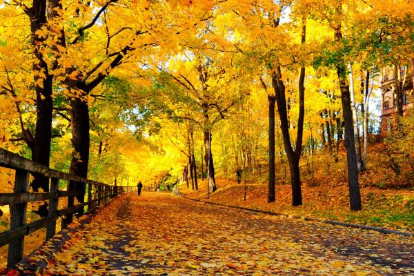 Park walk in autumn