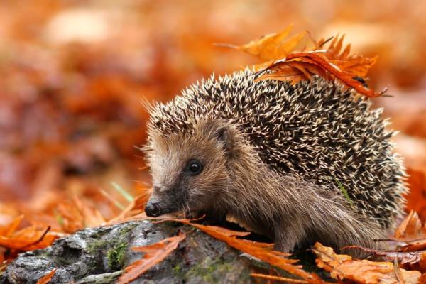 Hedgehog enjoys autumn leaves
