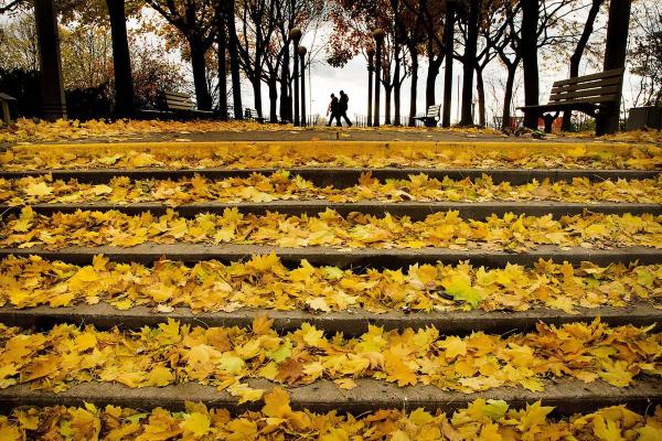 Steps covered in leaves