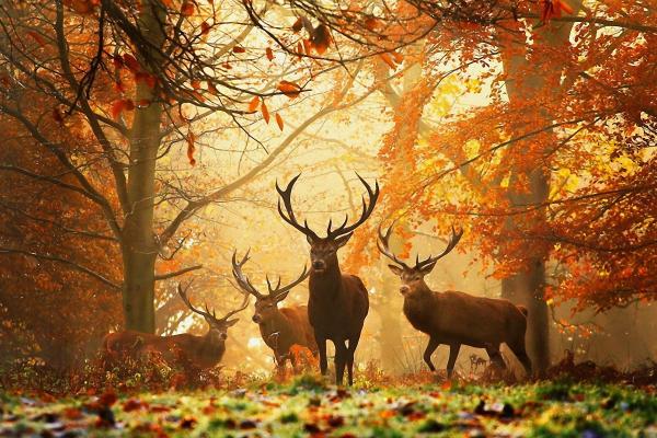 Deers in a forest